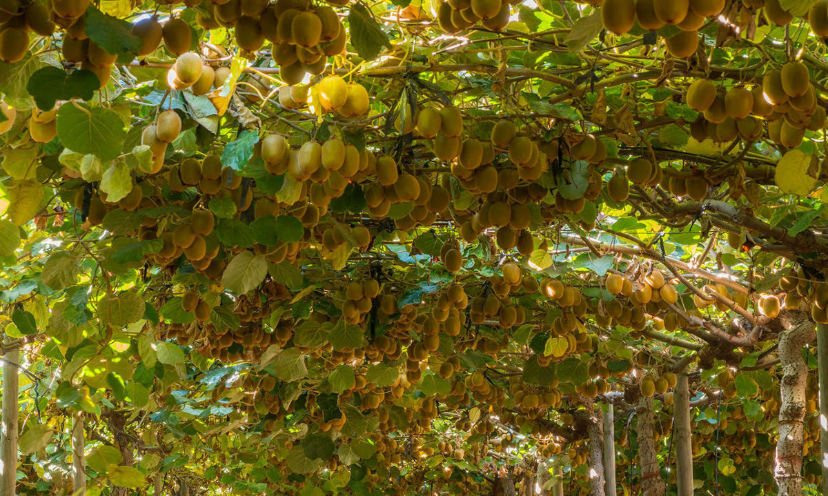 Zespri, Frutas de Chile y Comité del Kiwi profundizando lazos