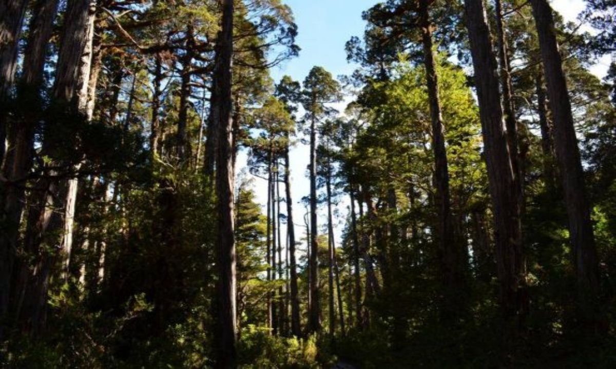 Conoce más de las normativas de Bosque Nativo