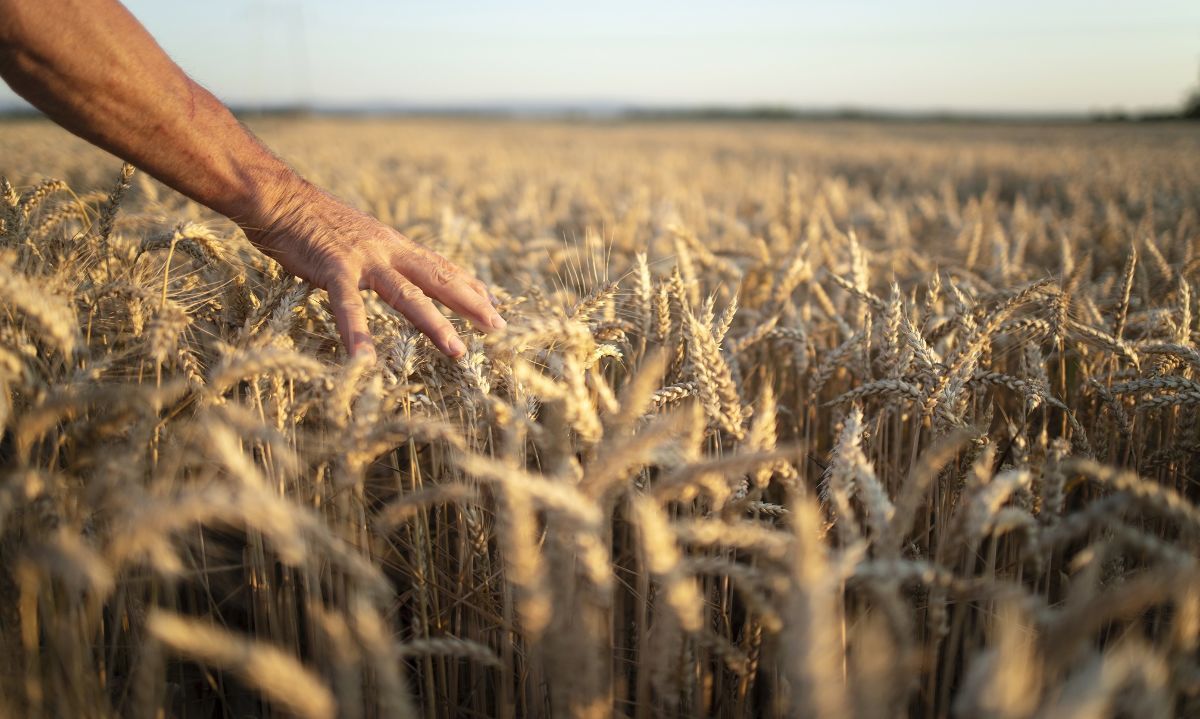 Proyecciones USDA enero 2024 de la producción de cereales