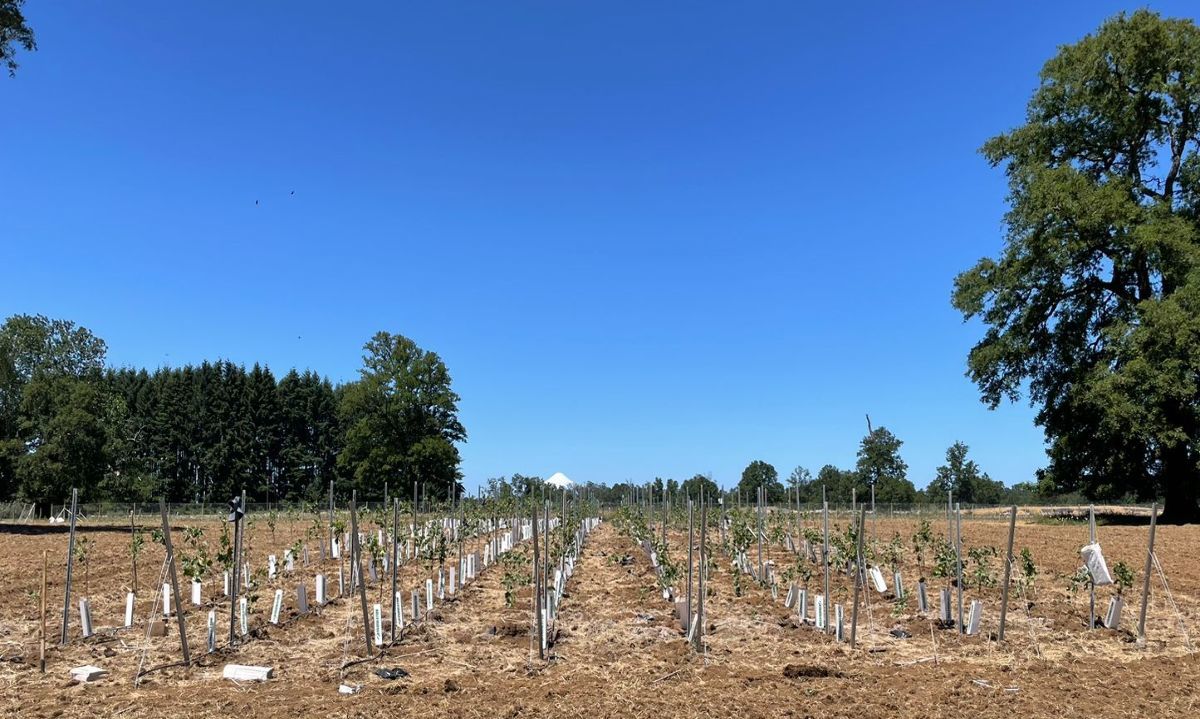 Finaliza primera etapa de plantación de viñedo en Estación Experimental Oromo