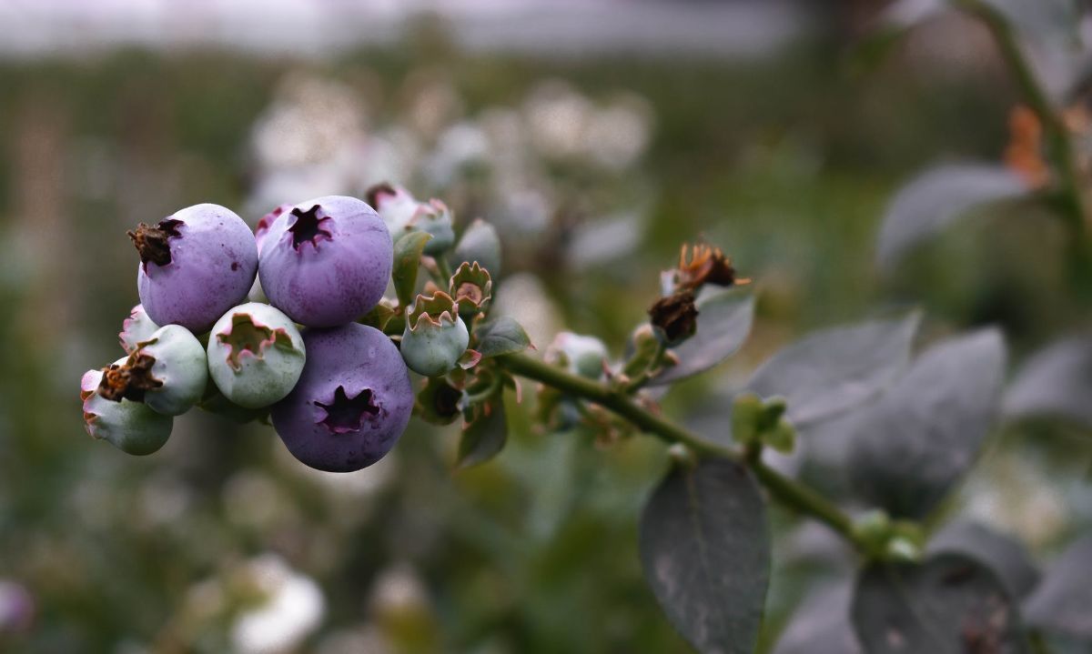 Delegación chilena participará en XXIX Seminario Internacional de Blueberries en Lima