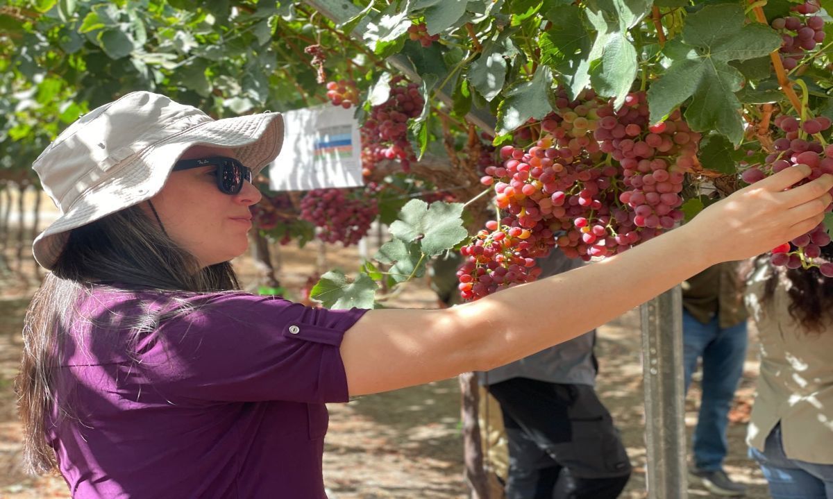 Munay® se presenta como una variedad de uva “de nicho”