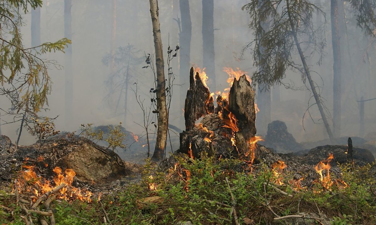 UC Davis: Formas de prevenir y prepararse para incendios forestales