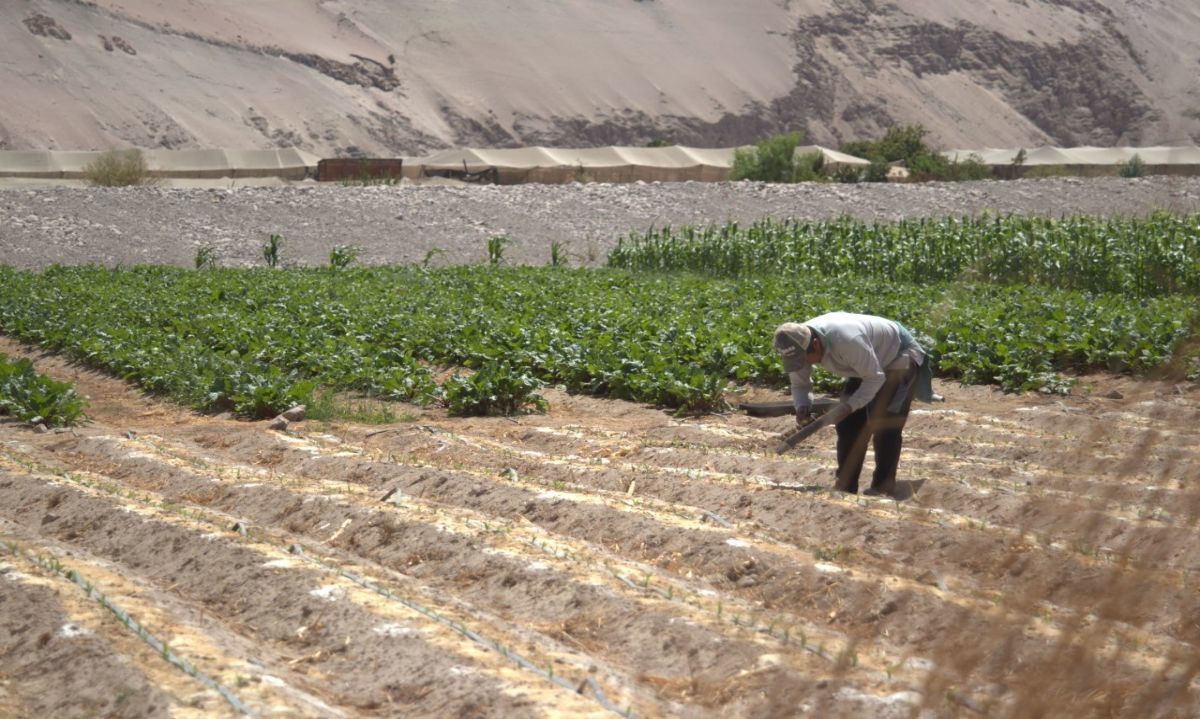 Agricultura del desierto: técnicas de riego por goteo y manejo de aguas salinas