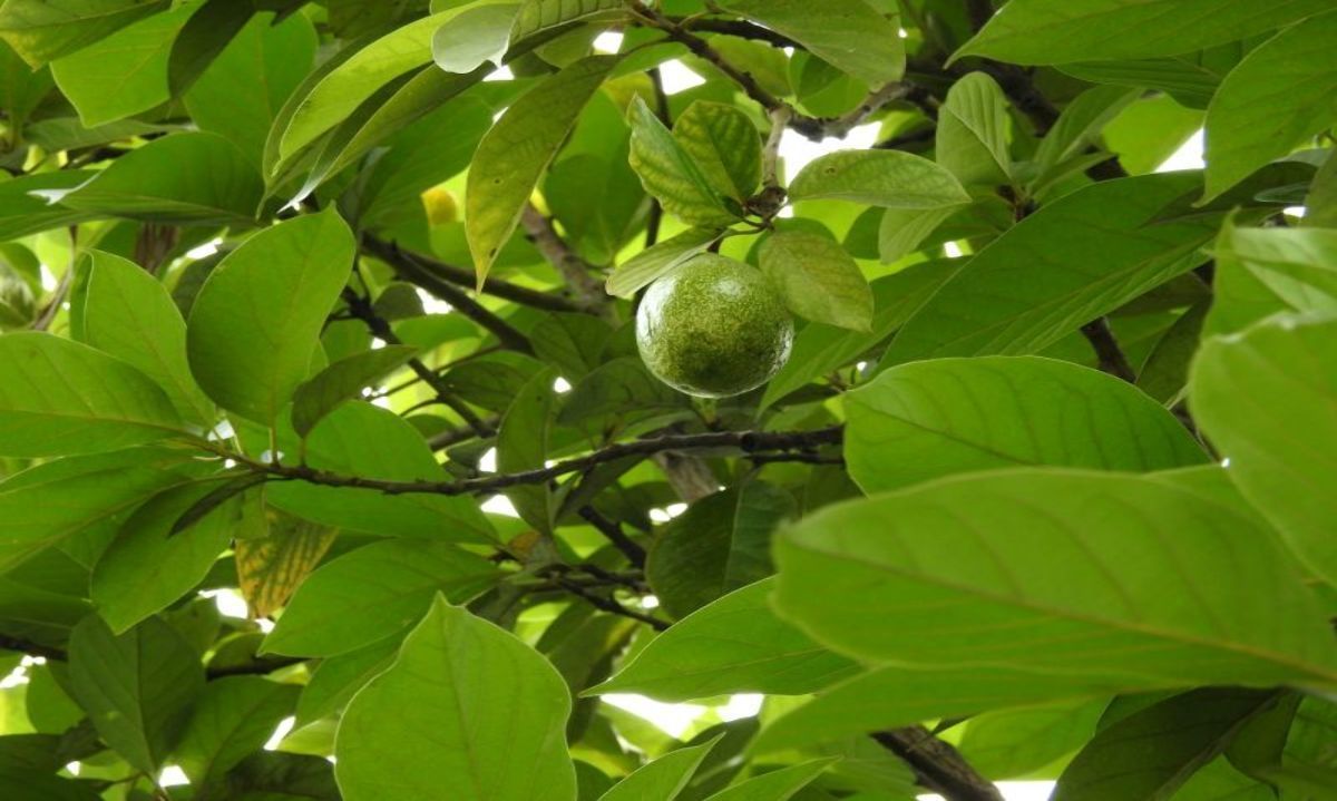 Seminario: Paquete tecnológico para nuevos portainjertos de nogales resistentes a Phytophthora