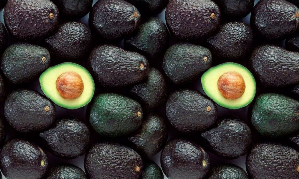 Mitos y verdades sobre el cultivo de la palta