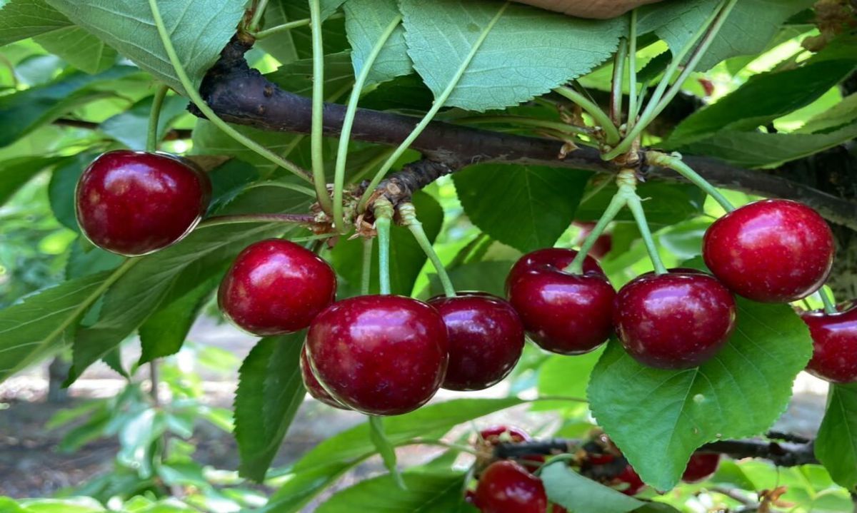 Cerezas logran récord de envíos durante enero 2024, con montos de US$1.555 millones