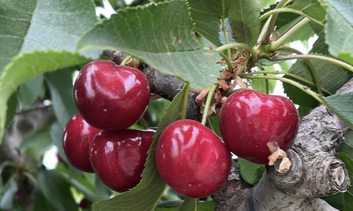 Entrevista: Nuevas variedades de cerezas que debutaron en China