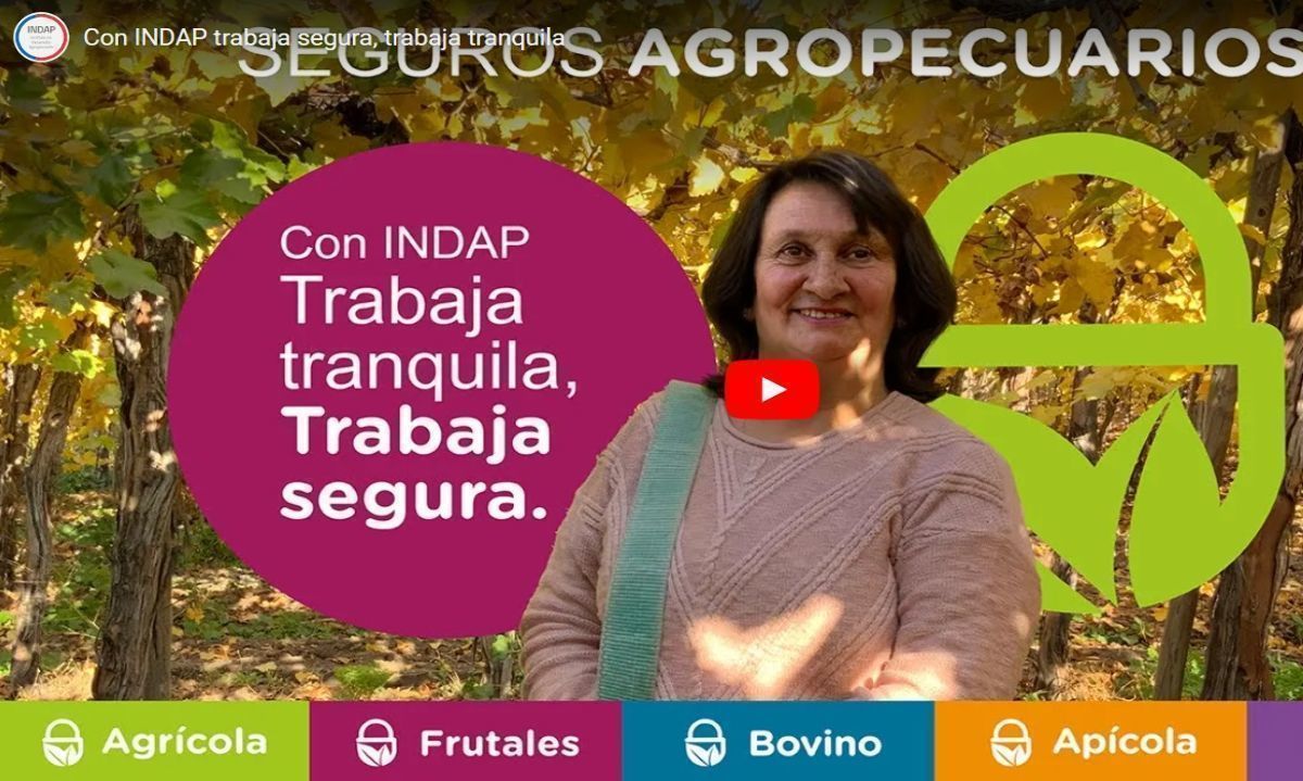 Conoce de los seguros del agro para cultivos, frutales y apícola