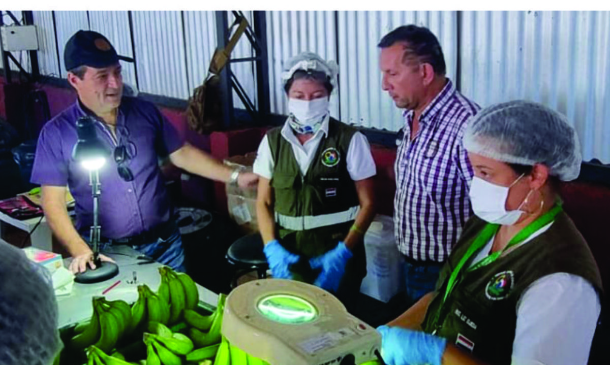 Paraguay ya listo para enviar sus bananas a Chile