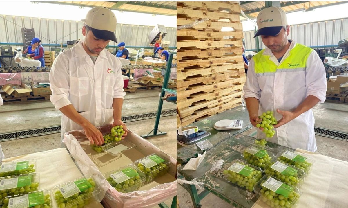 Inspección de uva de mesa en Aconcagua por Decofrut