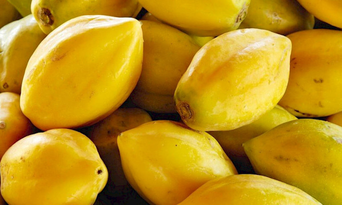 Papayas de La Serena: Productores urgen ponerla en valor