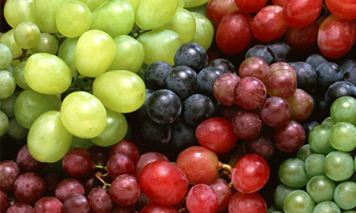 Cinco exportadoras de frutas chilenas demandan a MSC en Estados Unidos