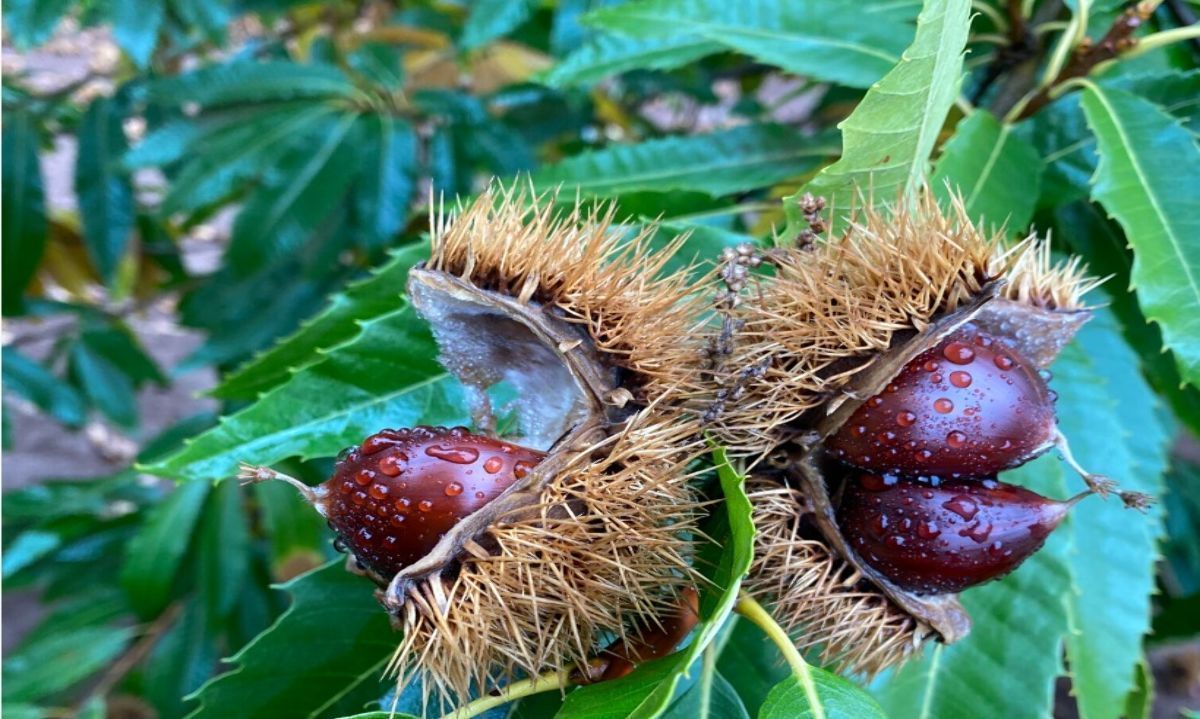 Castaño marrón: Una alternativa para los productores del sur de Chile