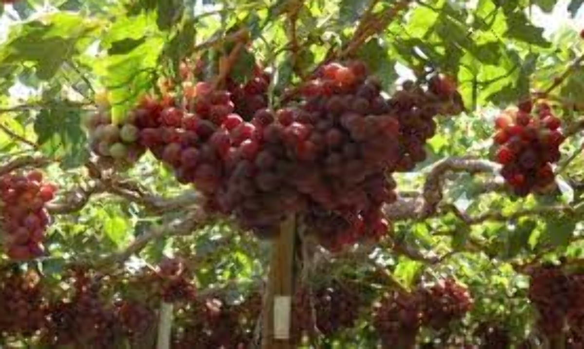 Más de 2 millones de cajas de uva de mesa de Copiapó y Huasco salieron del Puerto de Caldera