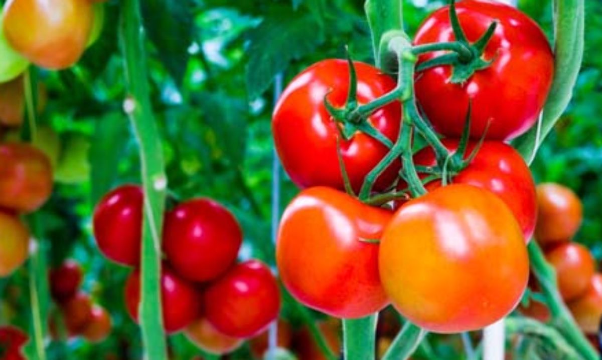Se implementa banda floral en cultivo de tomates O’Higgins