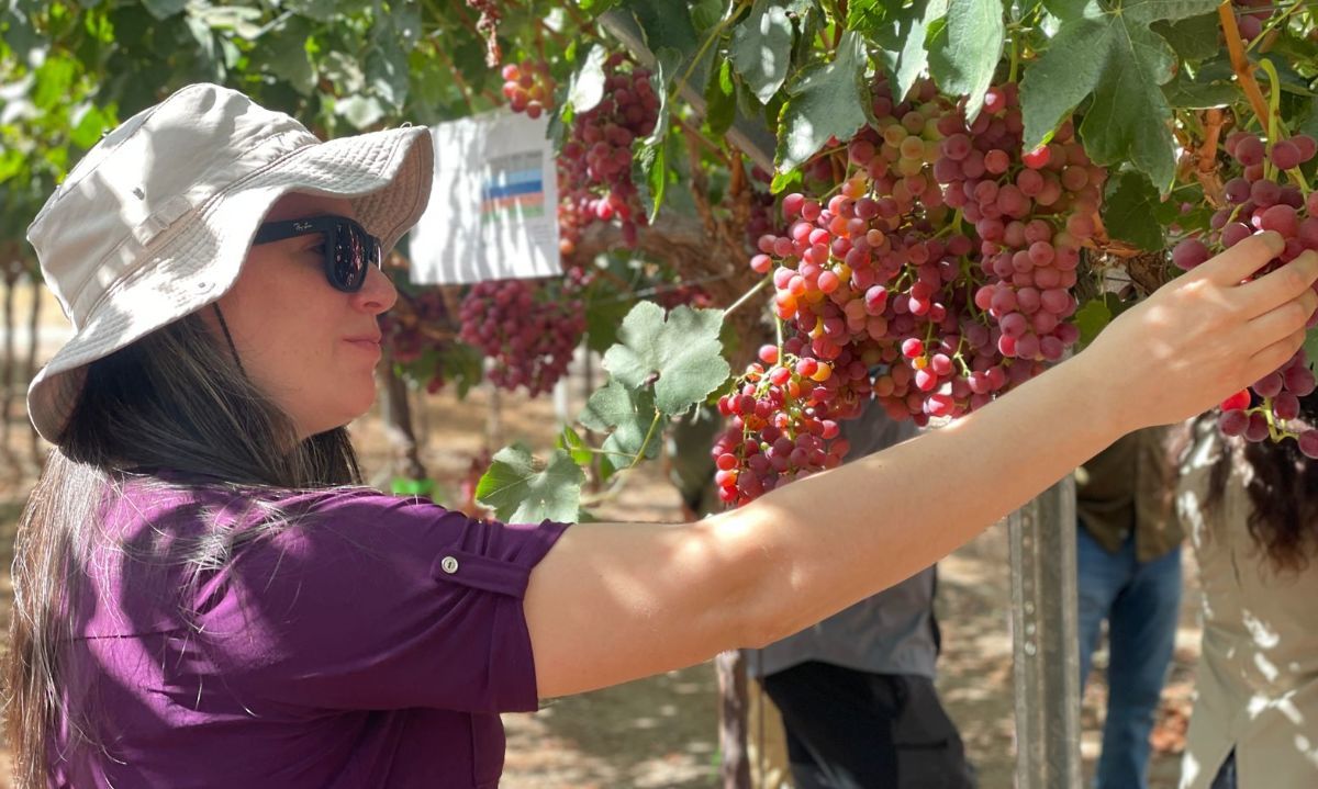 Día de Campo: Uva Munay® INIA-G3