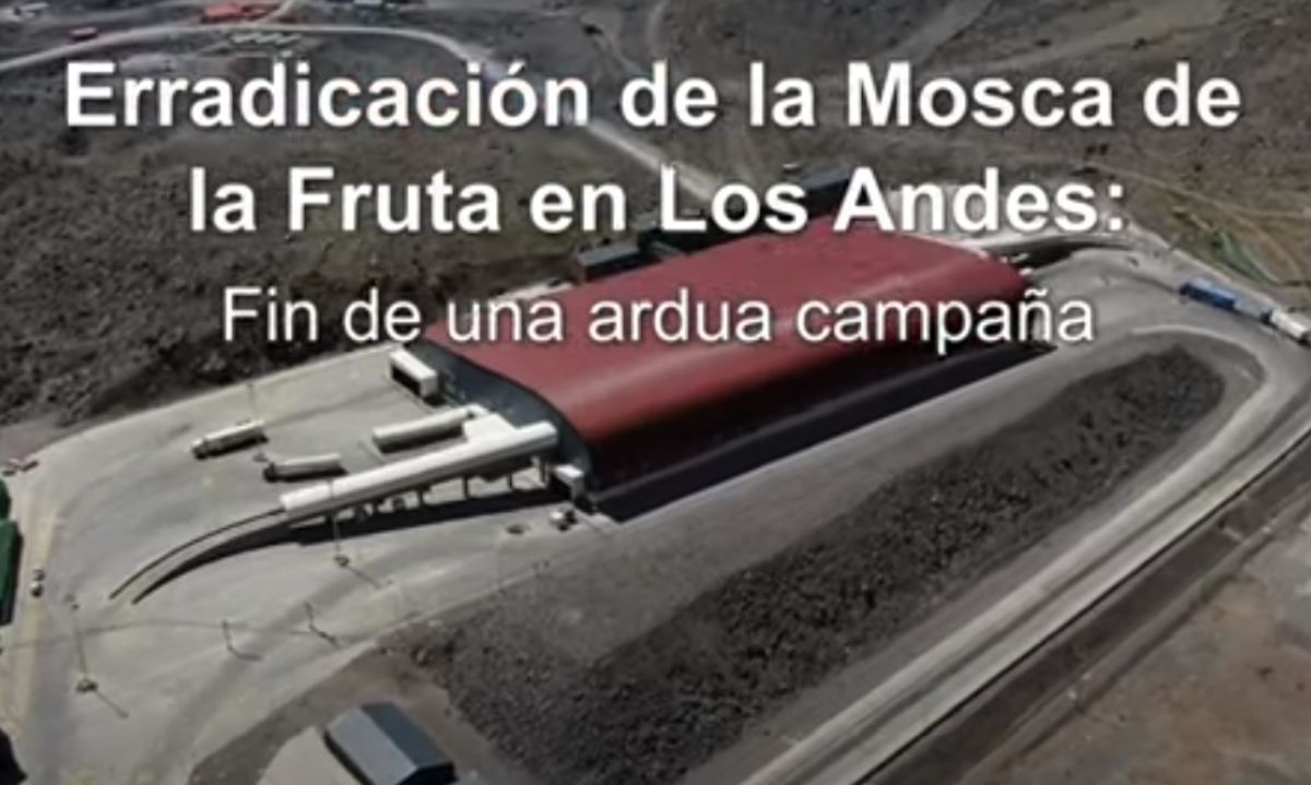 Video: Erradicación de la Mosca de la Fruta