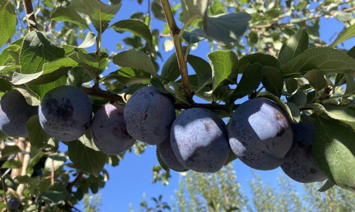 Día de Campo A.N.A.: Ciruelas japonesas, europeas y Haroma