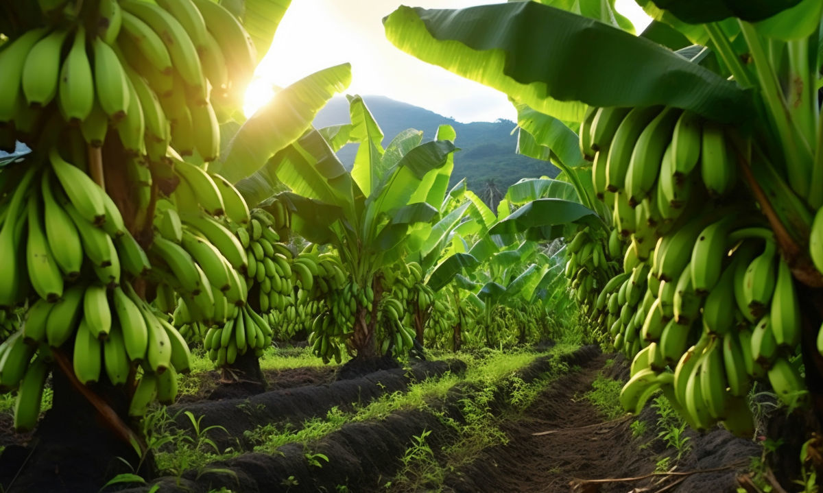 En 15 días más llega a Chile la banana orgánica paraguaya