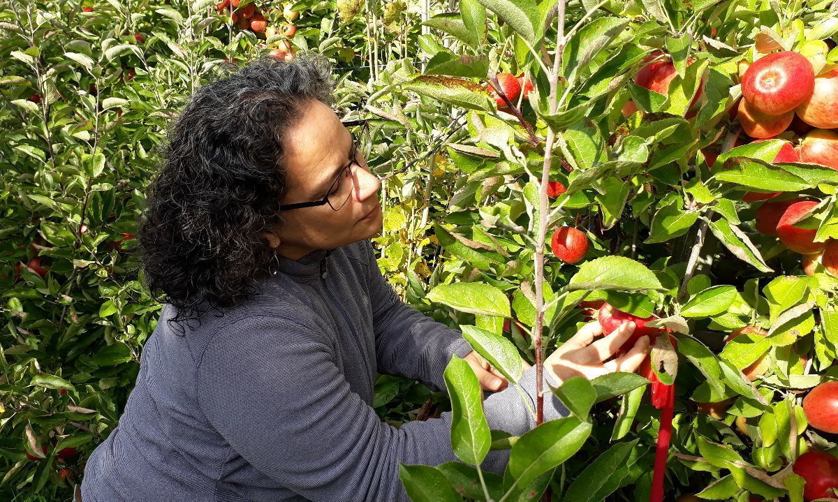 Investigadora UC trabaja en cómo controlar plagas frutícolas sin insecticidas