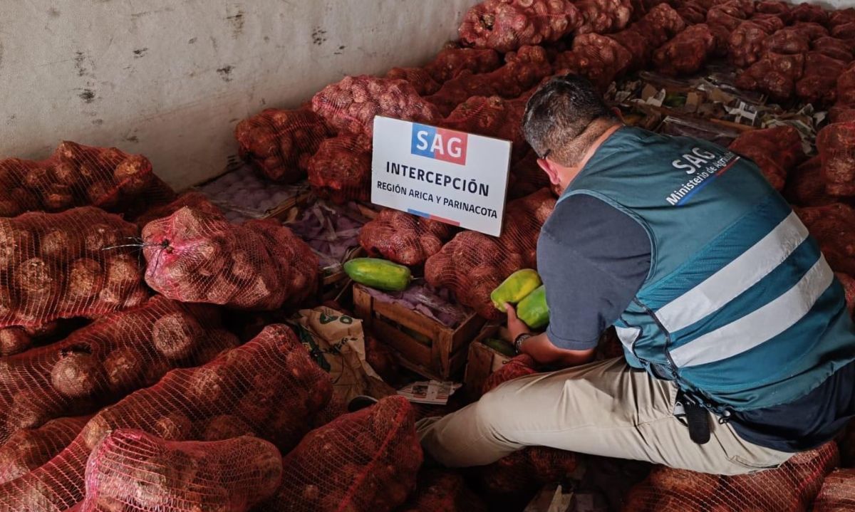 SAG descubre centro de acopio clandestino con 11.500 kilos de productos agrícolas de alto riesgo fitosanitario
