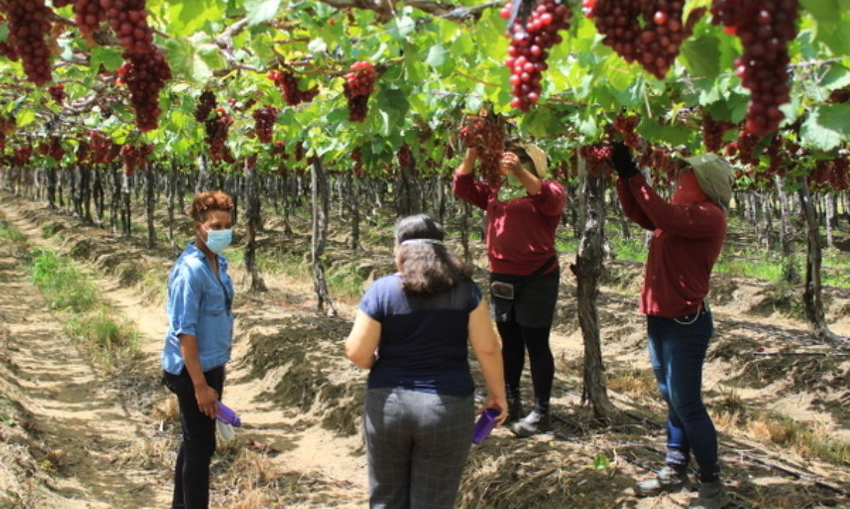 Innovaciones agroecológicas para mejorar la sostenibilidad frutícola de América del Sur
