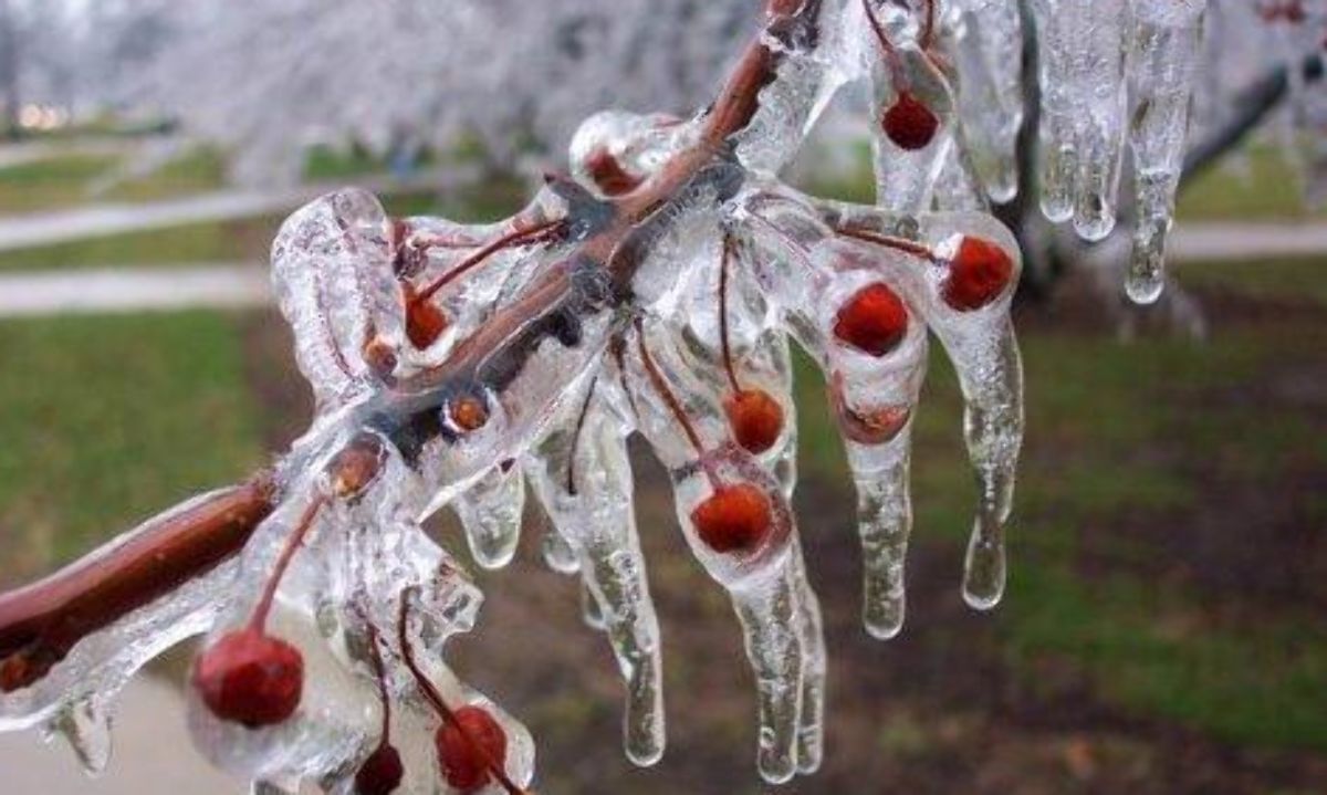 Día de Campo 19/03: Sistemas de protección contra heladas en frutales