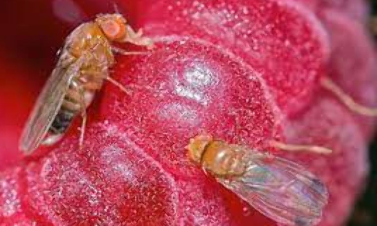 Buen augurio: Control biológico de Drosophila suzukii mediante la técnica del "insecto estéril" 