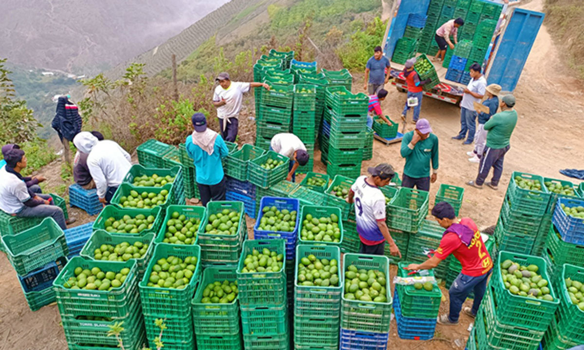 Chile compró 71 mil 374 toneladas de paltas a Perú en 2023