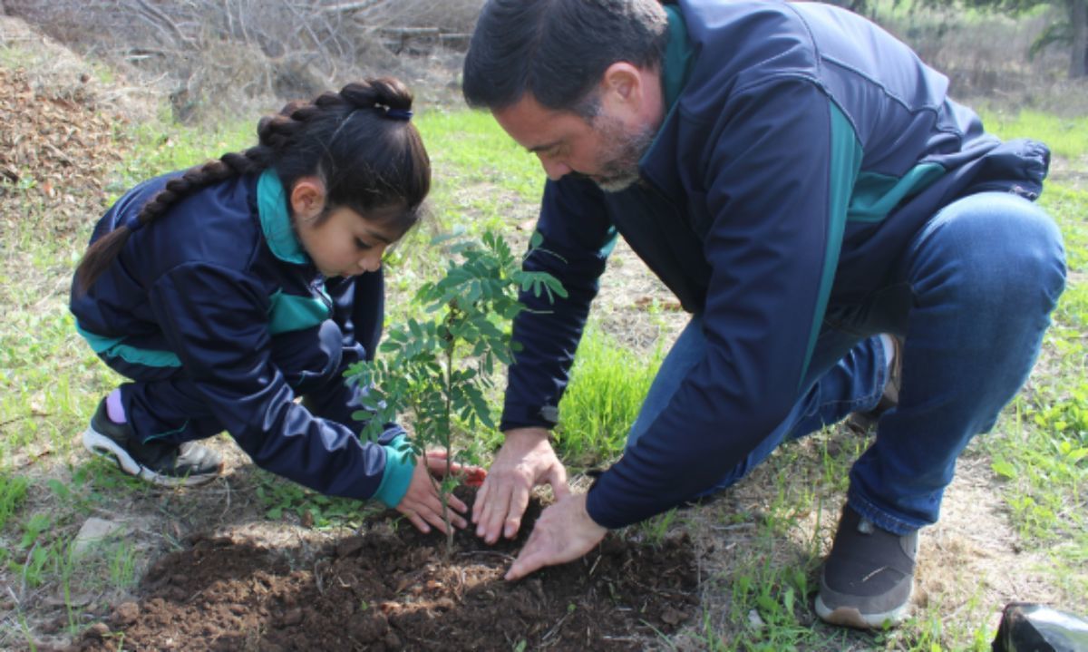 Curso gratis: Recomendaciones técnicas para plantar un árbol