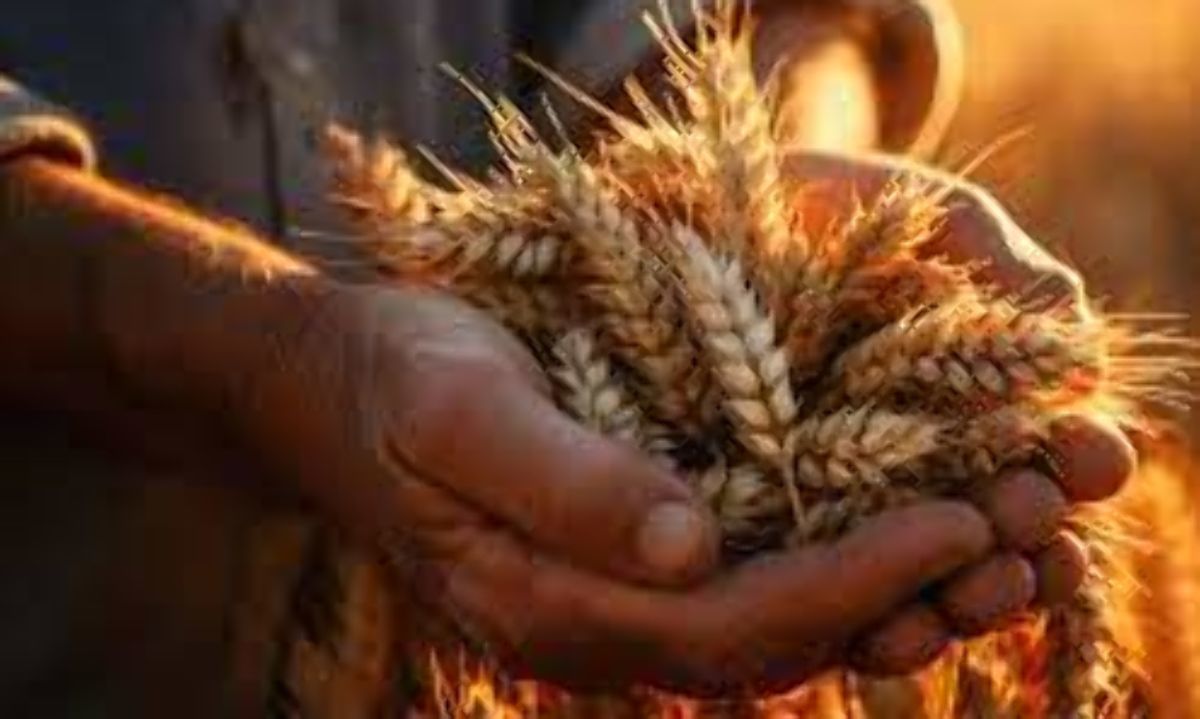SNA: "Molineros pagan a los productores de trigo un precio de 10% menor al costo de importación"