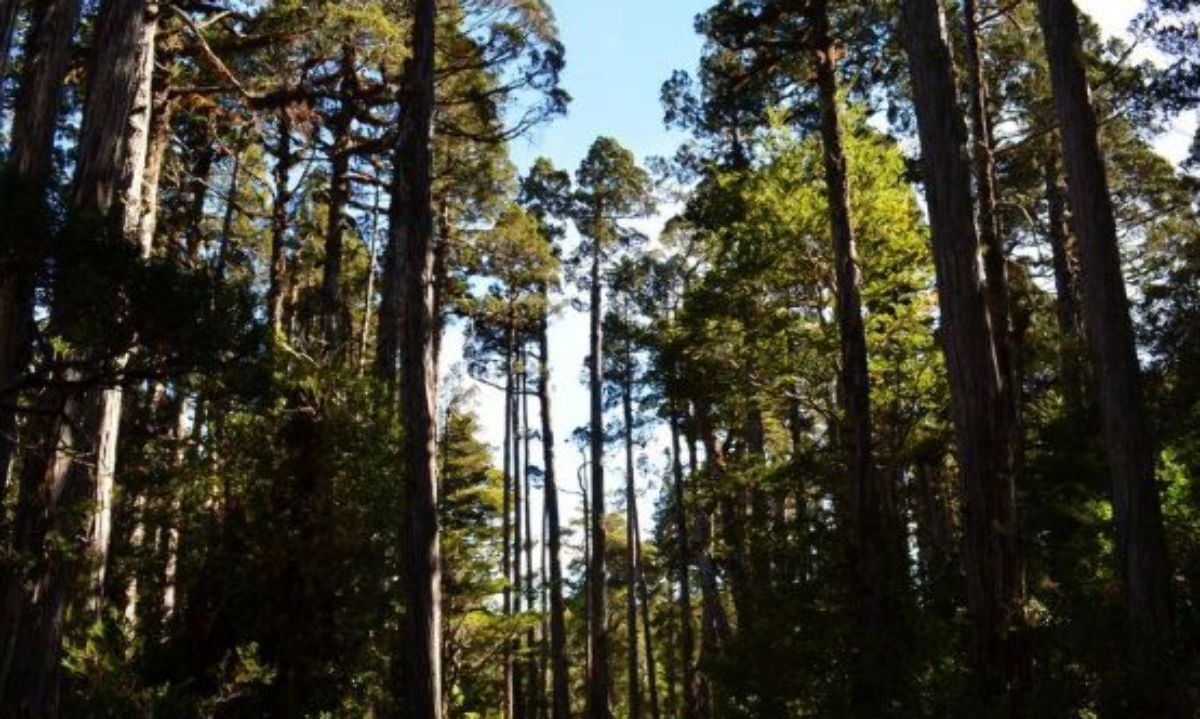 Abierta postulación al concurso de la Ley de Bosque Nativo