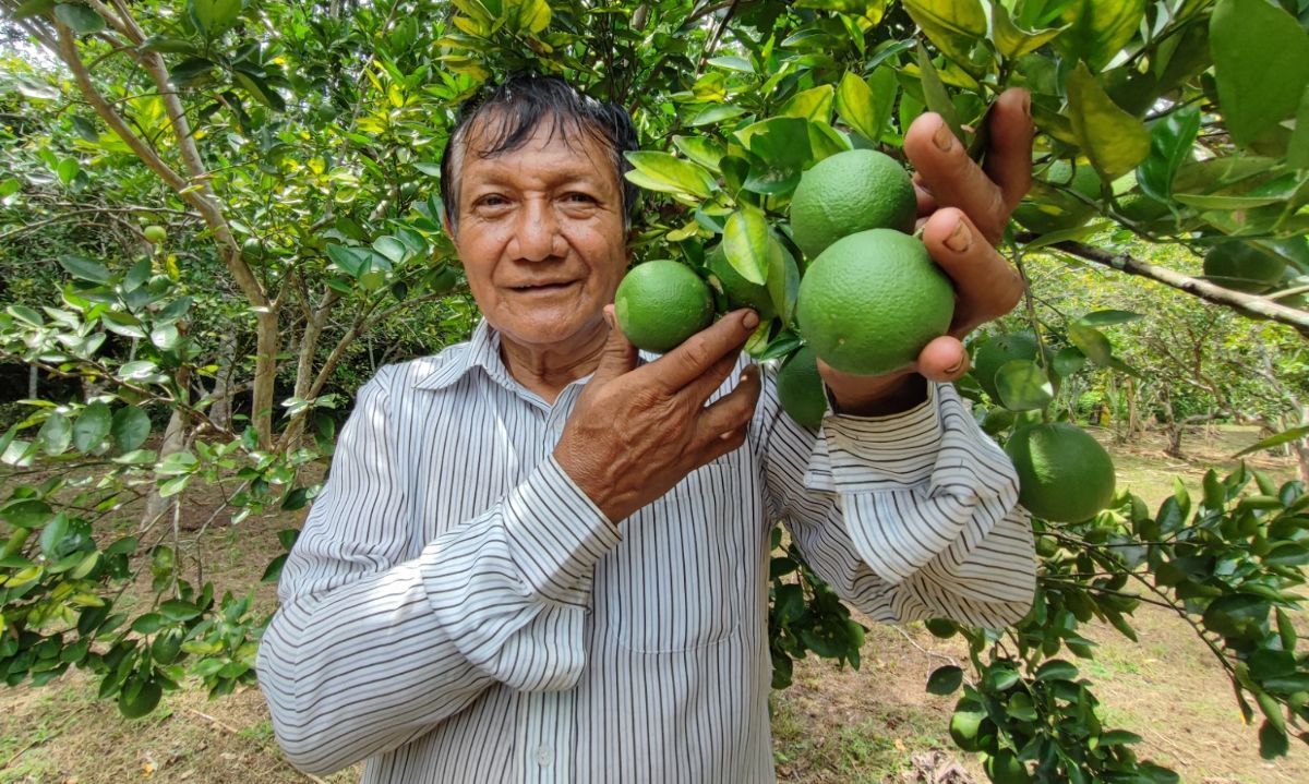 Chile primer destino de exportación del limón sutil y Tahití peruano