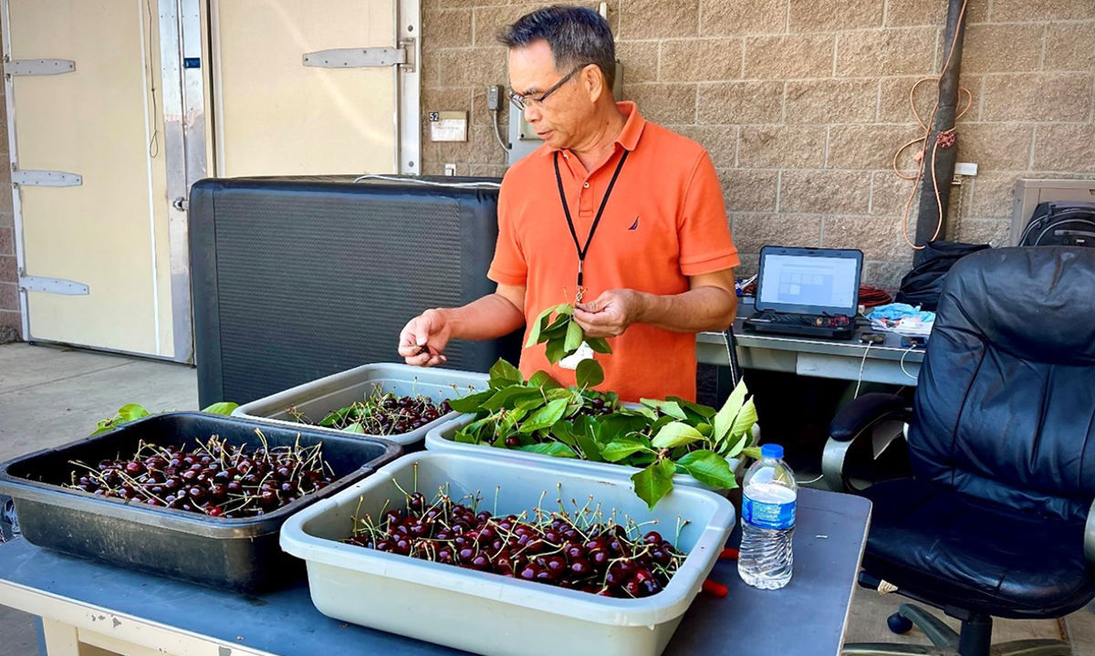 Científicos del USDA estudian el calor del vapor como tratamiento potencial para frutas frescas 