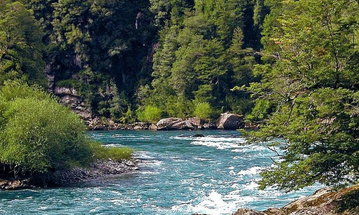 Día de Los Bosques:  Más infraestructura más abastecimiento de especies nativas