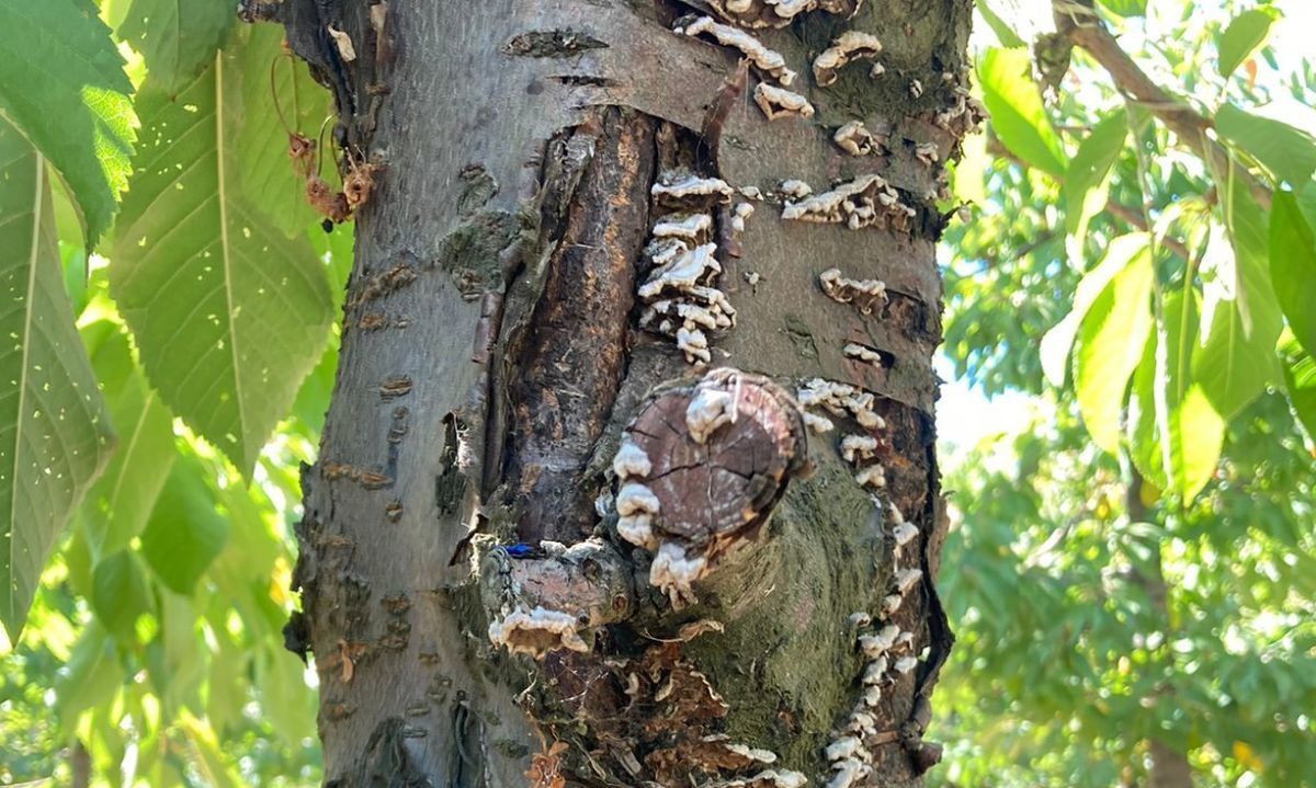 Los riesgos de hongos en la madera del cerezo
