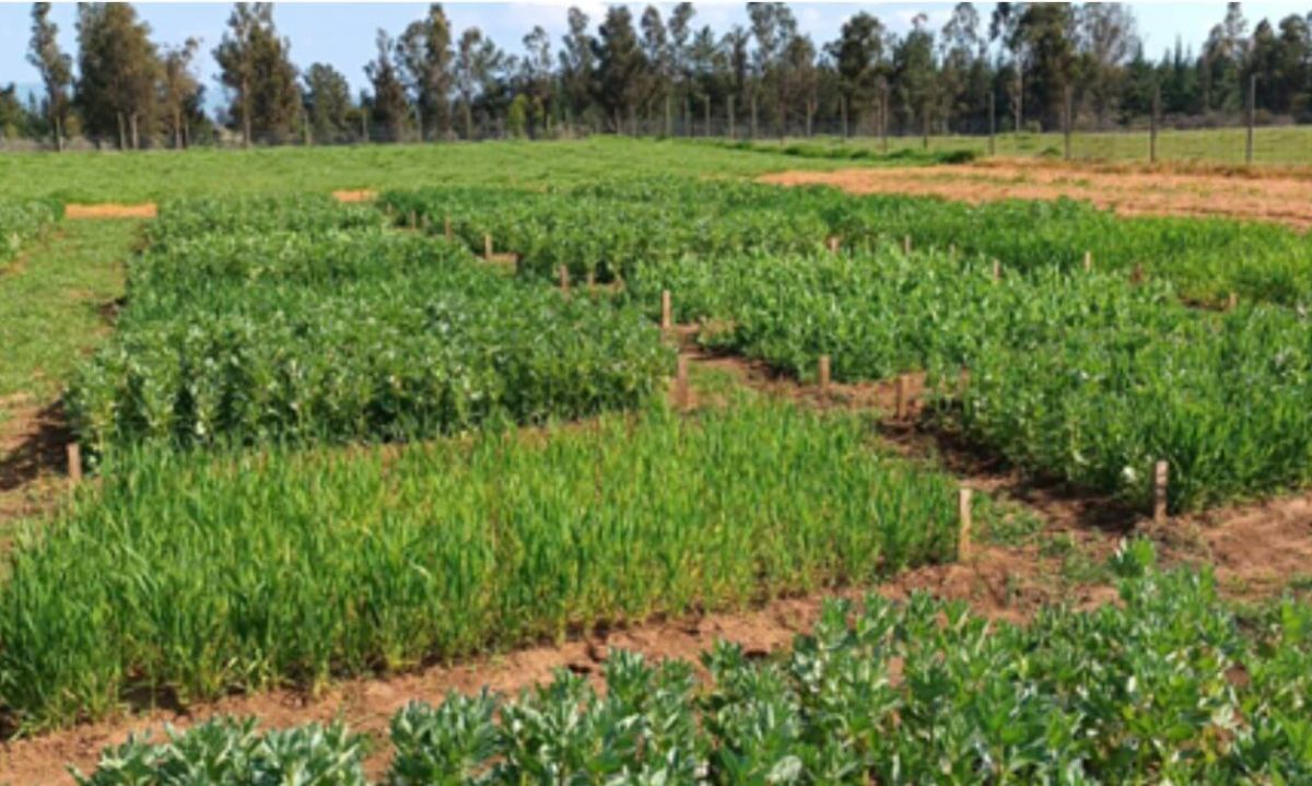 Académicos investigarán las posibilidades del intercropping