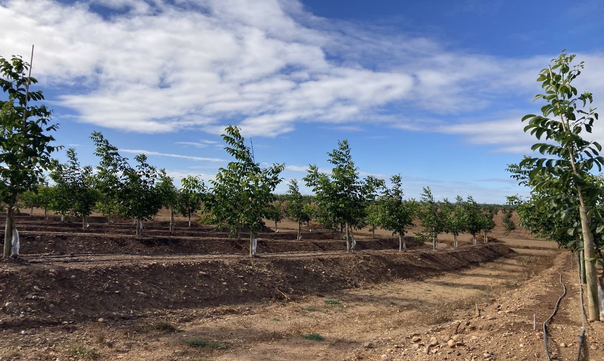 Comienza la cosecha de nueces en Growex