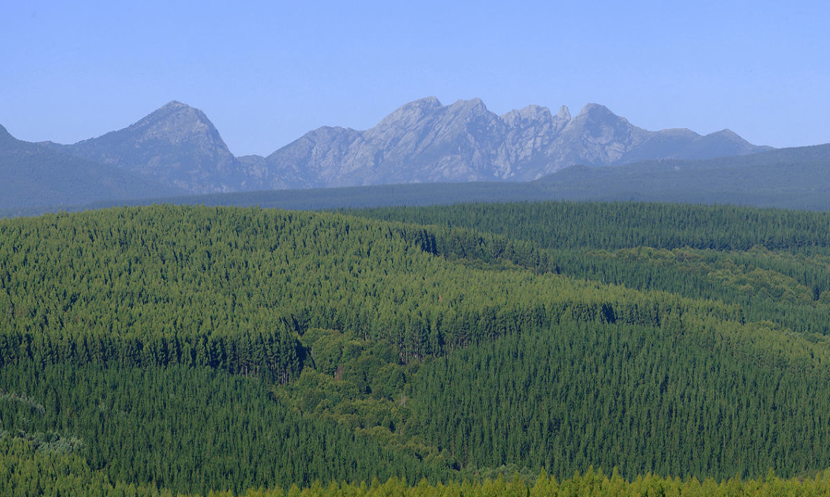 Director del SAG: La sanidad de los bosques es una prioridad