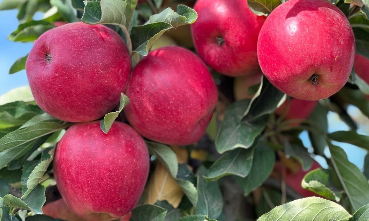 Avance en la creación de manzanas para la zona centro sur 