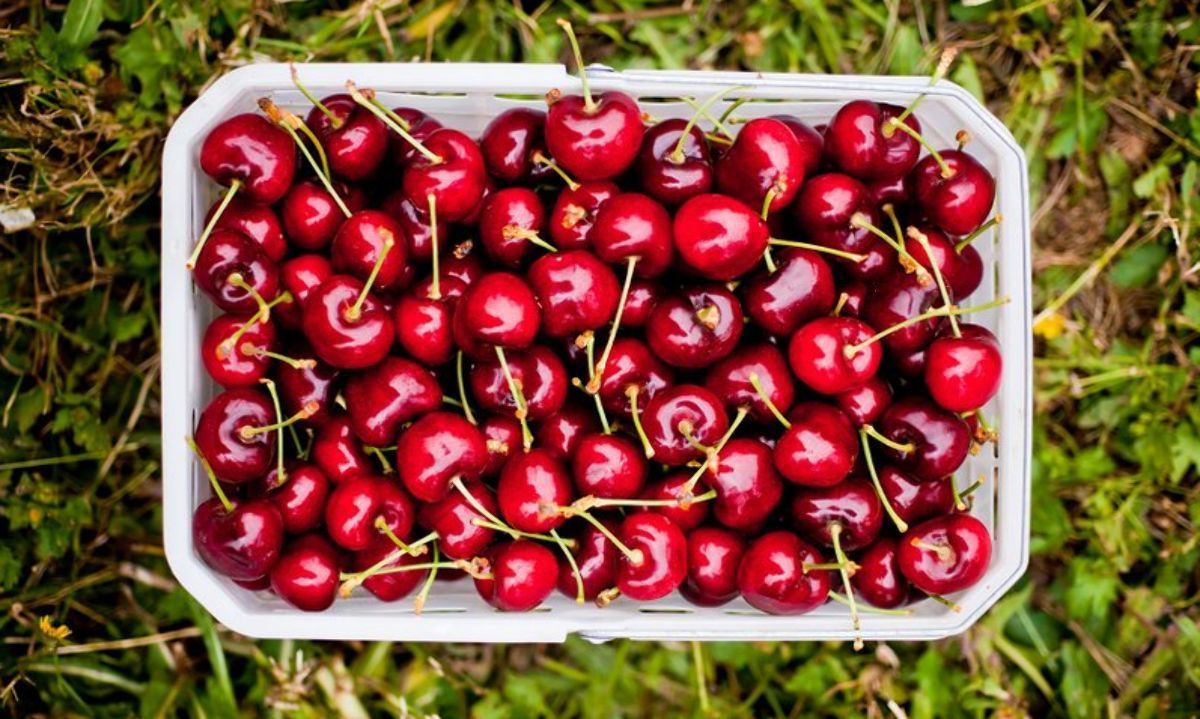 Maule: Lanzan programa "Red de mercados de cerezas"