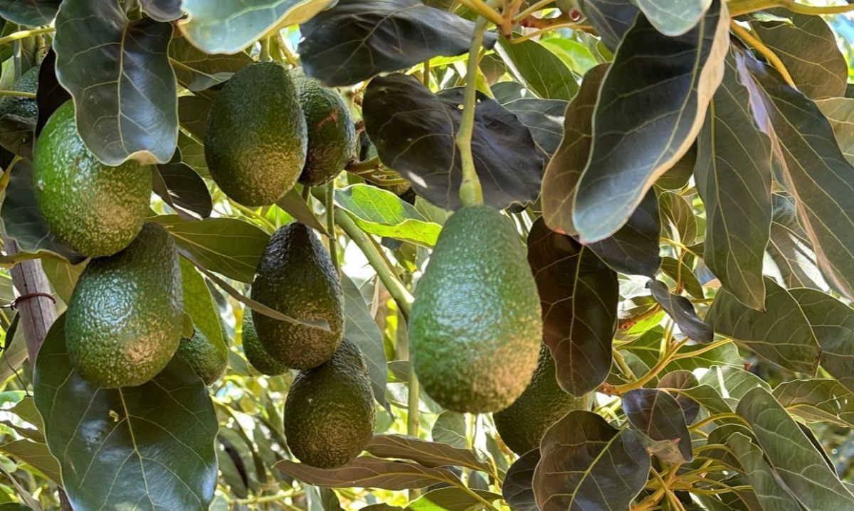 El vigor de un cultivo de paltas en la V Región