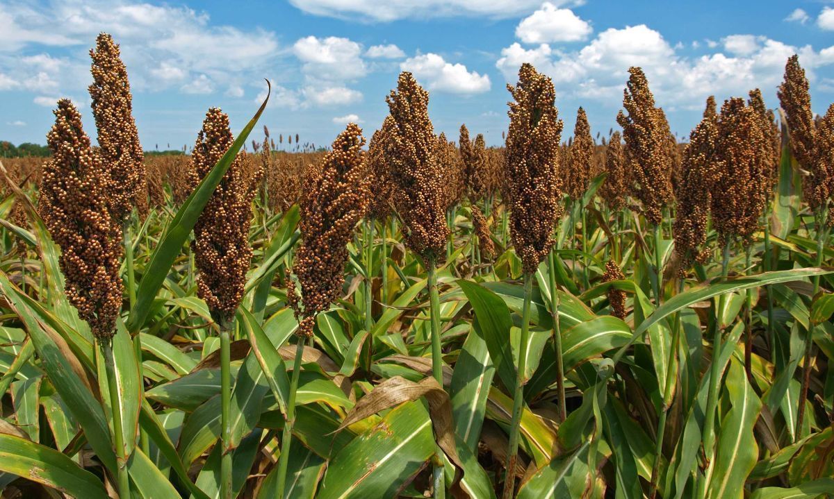 Extensión en Sudamérica: GDM adquiere el negocio del maíz y sorgo de KWS
