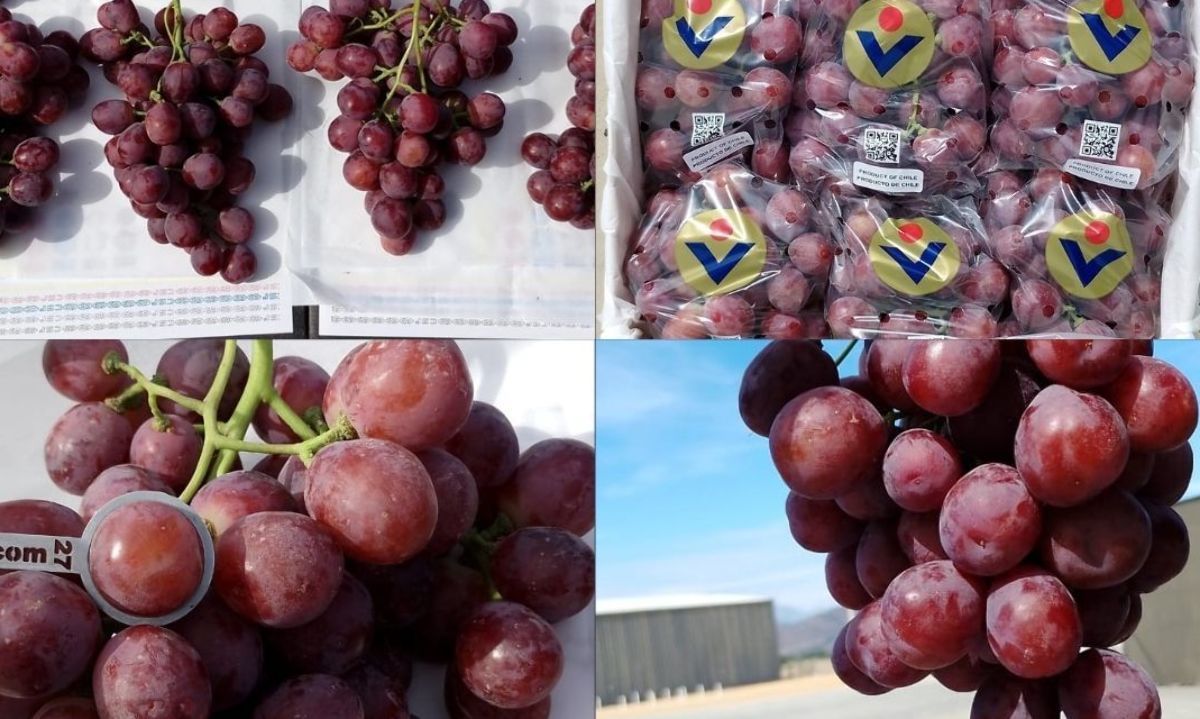 Verfrut: Felices con sus  900.000 cajas de uvas exportadas 