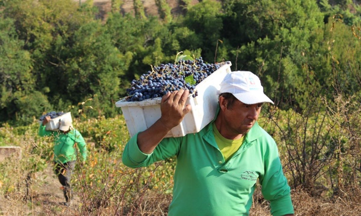 Viñateros: Proyectos colectivos, inversión, promoción y tecnología