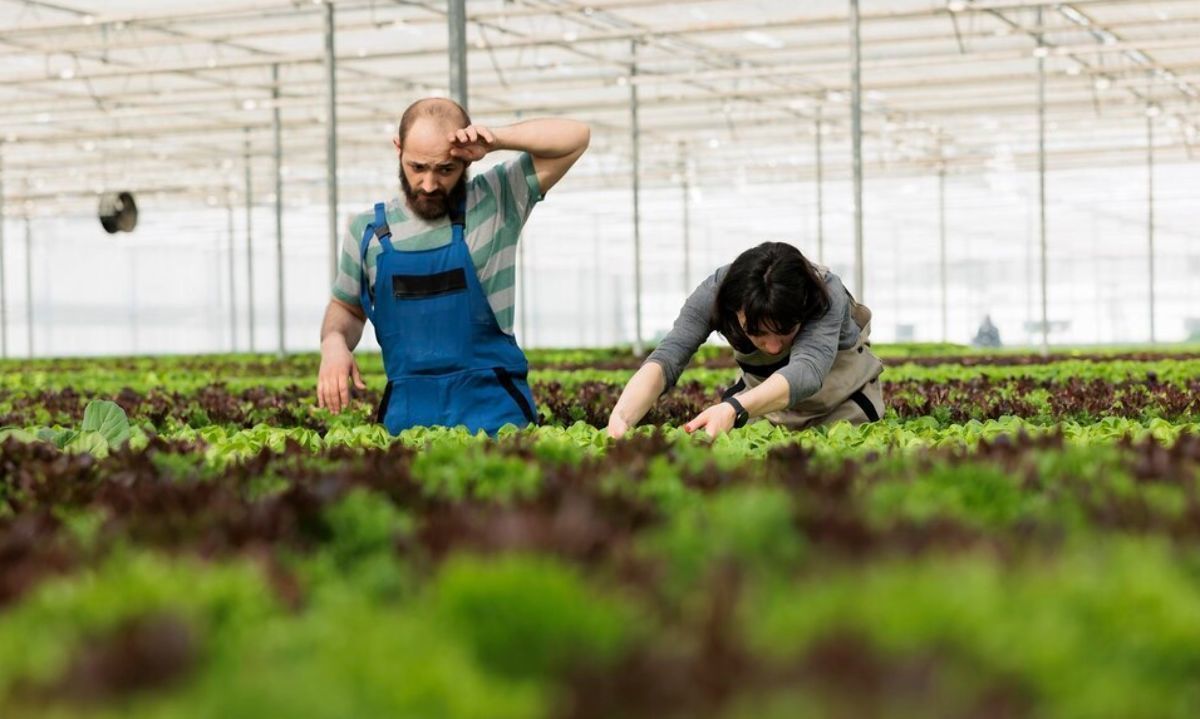 Ofertas de trabajo para sector agrofrutícola