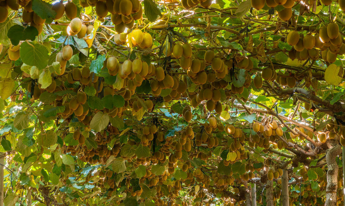 Decofrut: Análisis de la semana de la campaña de kiwis