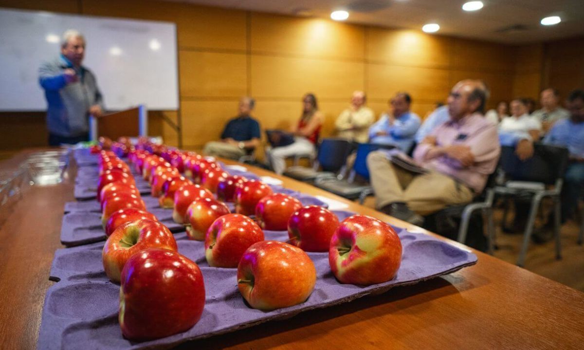 Manzanas: Temperaturas extremas de verano tuvieron sus efectos