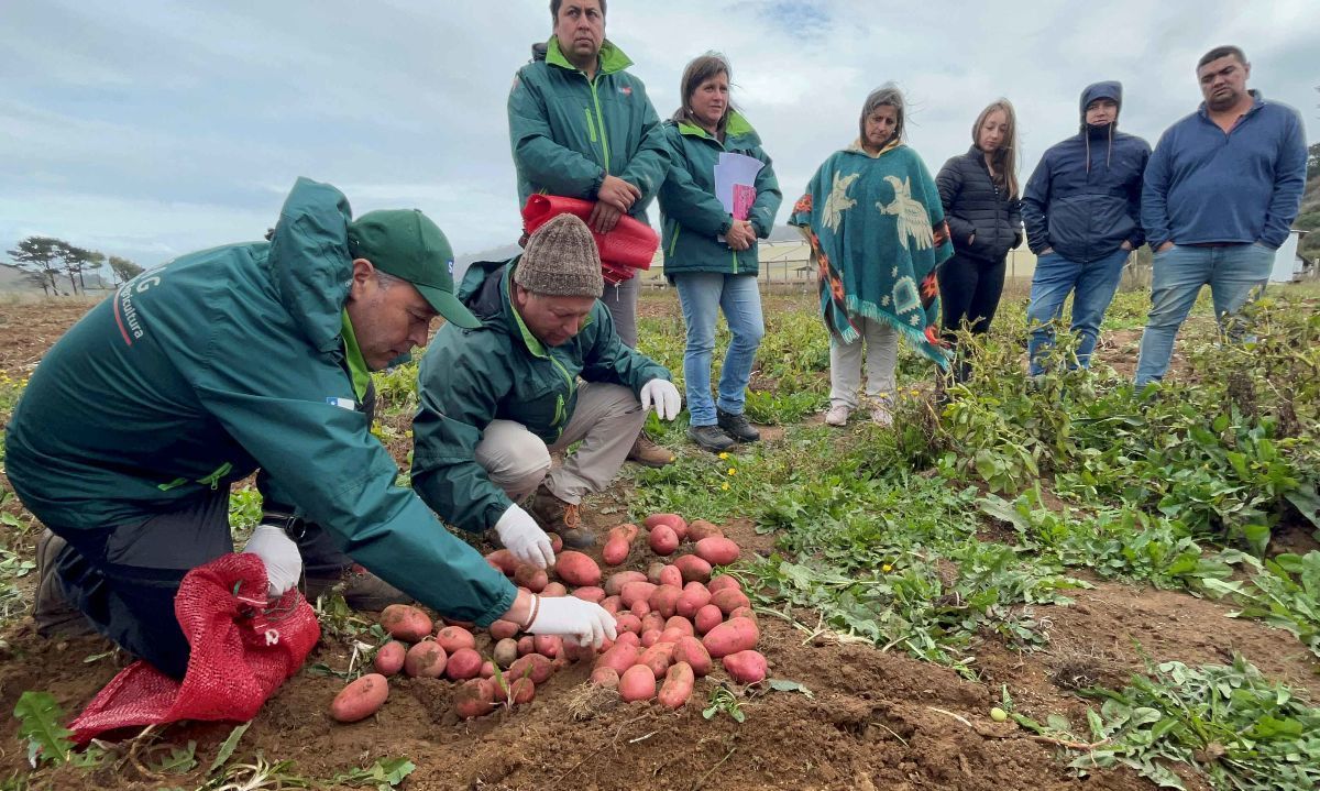 Cosechan ensayos  de nuevas variedades de papa en la provincia de Arauco